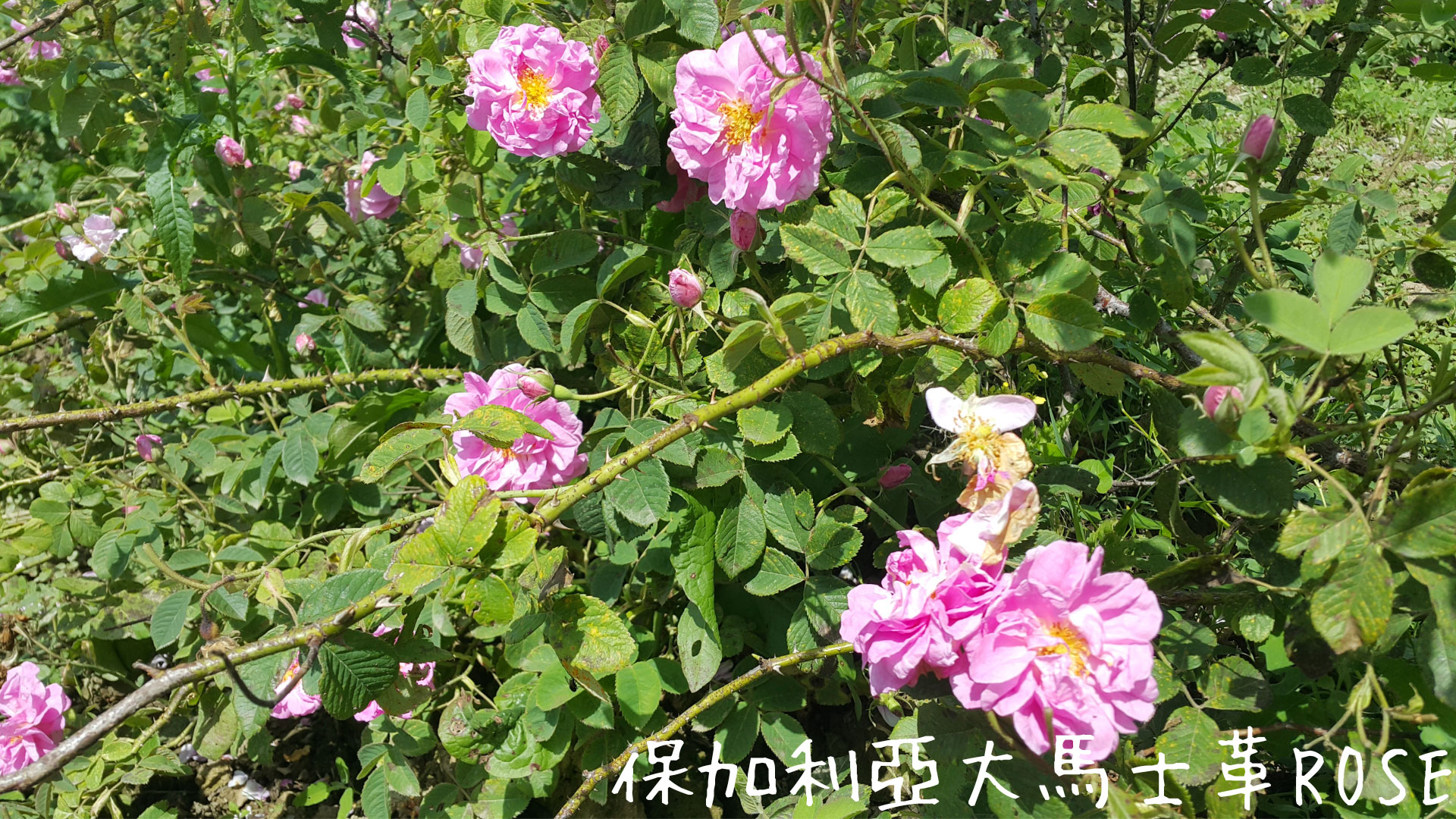 Banner-rose